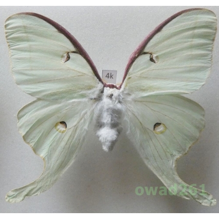 Actias luna (Linnaeus, 1758) female ex. ovo Canada 92mm4k